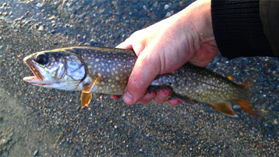 Wachusett Reservoir lake trout