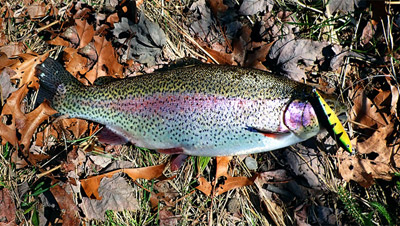 colorful rainbow trout from the Wachusett Resevoir