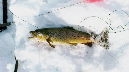 Ashland Reservior brown trout