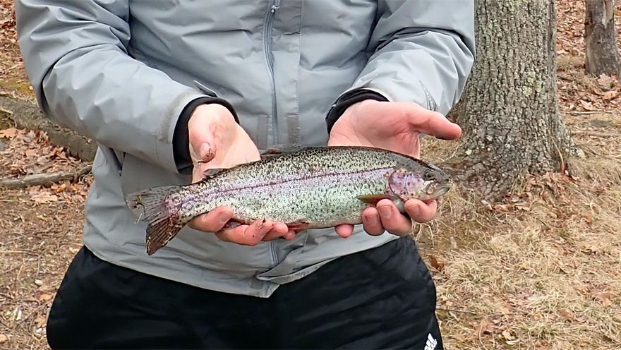 Rainbow trout at the Ashland Reservoir