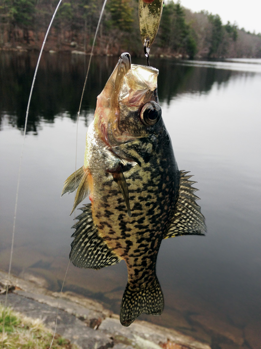 Crappie from Ashland Reservoir