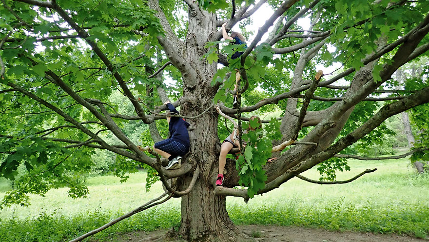 climbing an old tree