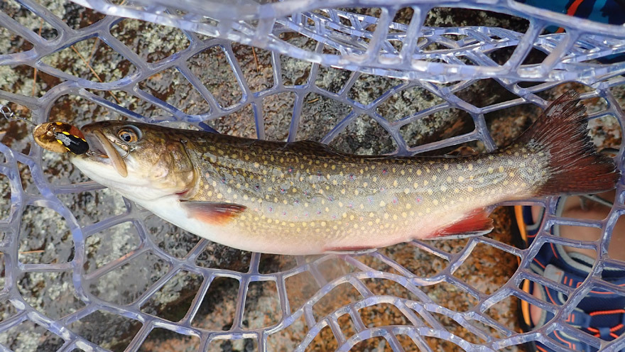 Brook trout from the Ammonoosuc River Lower Falls pool caught on a 1/4 ounce Panther Martin