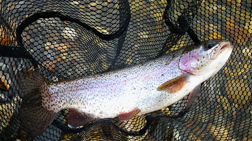 Rainbow trout at the Wachusett Reservoir
