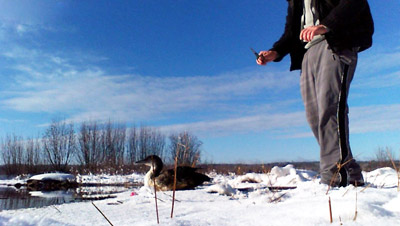tangled loon at the Wachusett Reservoir