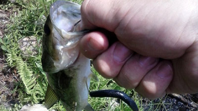 Farm Pond in Framingham