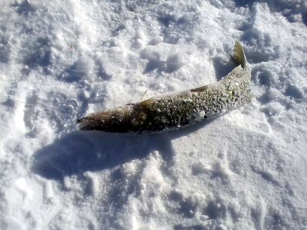 Hopedale Pond ice fishing