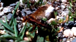 Largemouth bass and Cicada Killer Wasps at the Ashland Reservoir