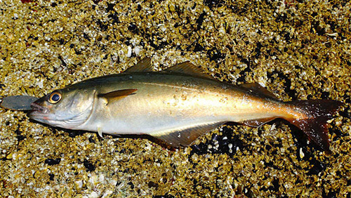 Atlantic pollock