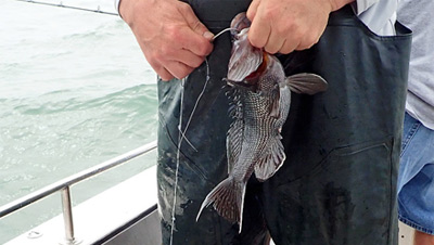 Black sea bass