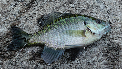 Bluegill