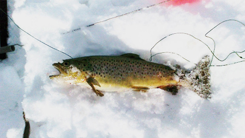 Brown trout