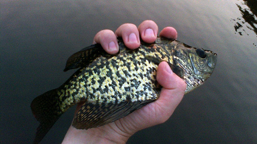 Crappie