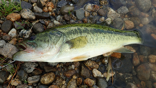 Largemouth bass