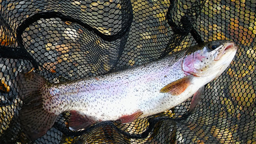 Rainbow trout