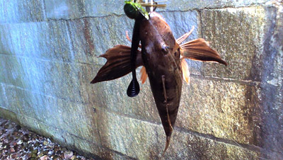 Sea Robin