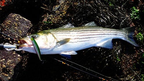 Striped bass