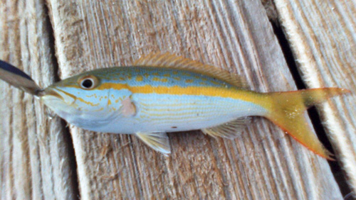 Yellowtail snapper