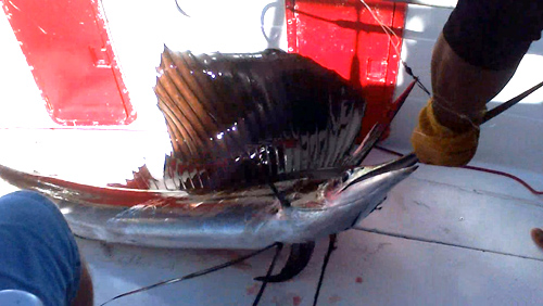 Punta Cana sailfish from the Dominican Republic