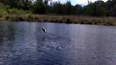 Fishing at the Testbed